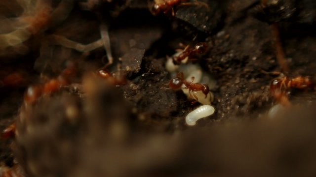 Ants trying to save their babies