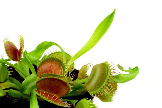 Carnivorous plant.  Venus flytrap ( Dionaea muscipula )