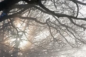 Winter Mist through Trees
