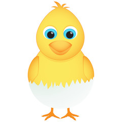 Chicken hatching out from an egg. Isolated on white