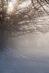Misty Dawn over Snowy Field