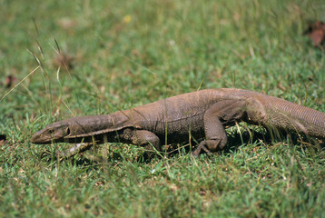 Water monitor in grass, Sri Lanka