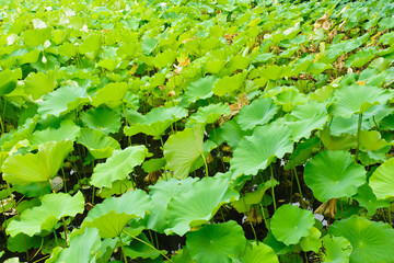 Lotus pond