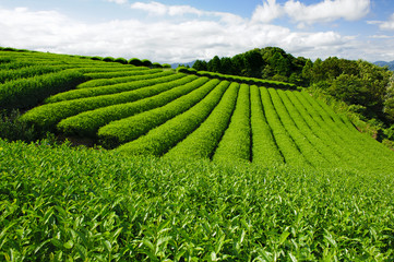 Tea plantation