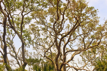 Massive Oak Limbs Against Sky