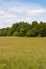 Feld vor dem Wald
