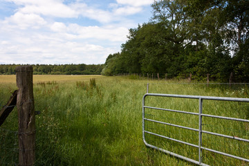 Wiese am Wald
