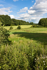 Wiese am Wald