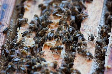 Bienen auf einer Wabe