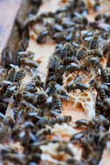 Bienen auf einer Wabe