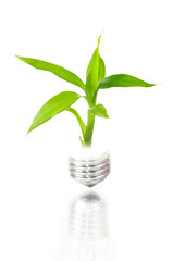 Fototapeta na wymiar eco concept: light bulb with plant inside