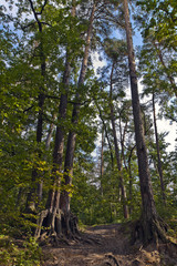 Obraz premium trail in a pine forest on a sunny day