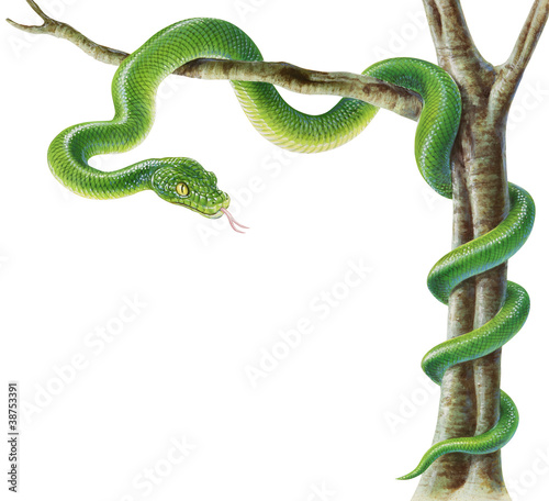 &quot;Schlange&quot; Stockfotos und lizenzfreie Bilder auf Fotolia