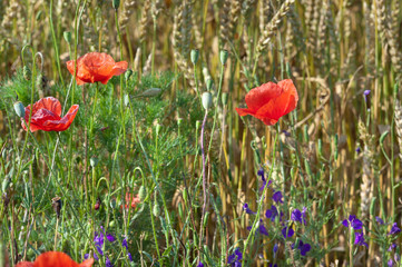 Fototapeta premium wild flowers