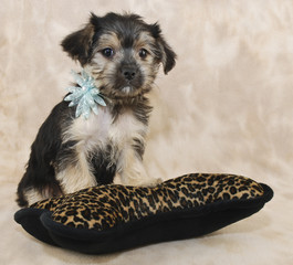 Cute Frlly Morkie Puppy