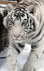 Fototapeta na wymiar Biały tygrys