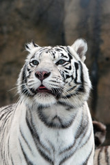 Naklejka premium white Tiger