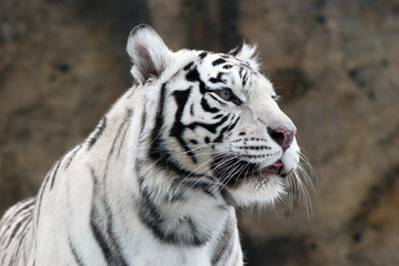 white Tiger