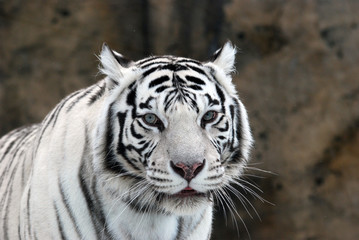 white Tiger