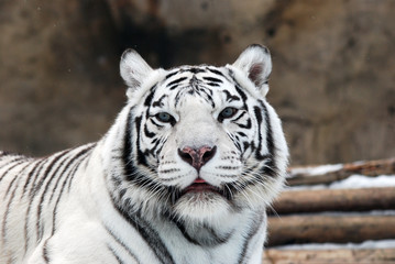 white Tiger
