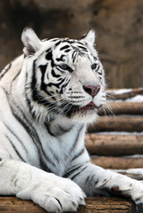 white Tiger