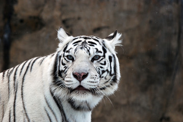 white Tiger