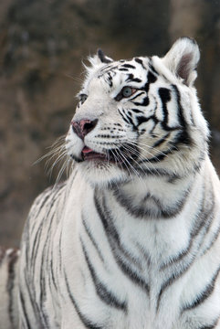 white Tiger