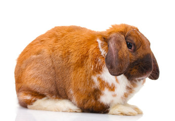 Fototapeta premium Lop-eared rabbit isolated on white