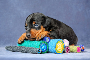 Miniature Pinscher Puppy