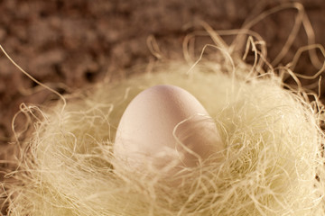 oeuf dans son nid nature