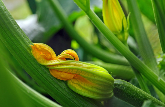 Zuchettibl&uuml;te