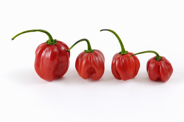 Red habanero chillies on white background