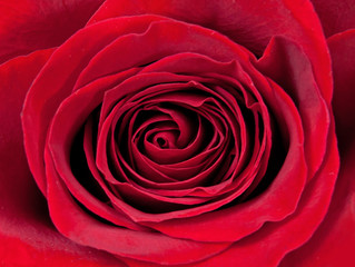 Red rose