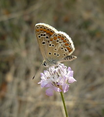 Butterfly on flower