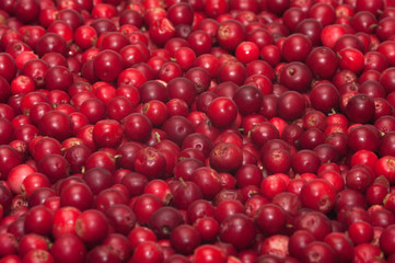 Red bilberries.