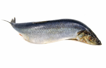 herring