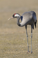 endangered bird