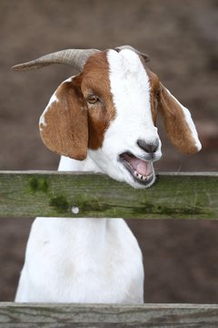Bleating Goat Portrait