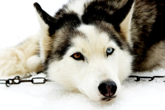 Husky et regard vairon