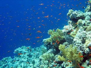 Naklejka na ściany i meble Anthias i rafy koralowe - rafa koralowa i Anthias