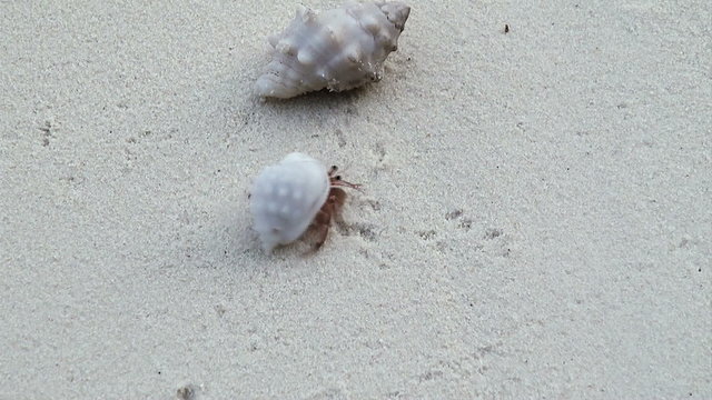 hermit crab