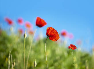 Red poppies