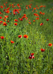 Field of red poppies