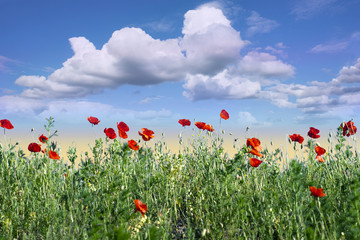 Fototapeta na wymiar Field of red poppies