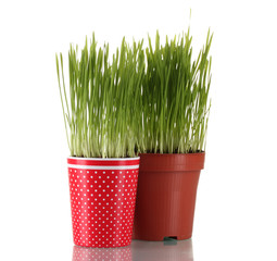 Green grass in two flowerpot isolated on white