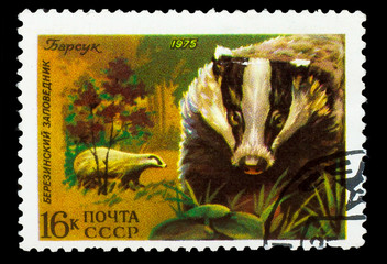 USSR - CIRCA 1975: A stamp printed in USSR, shows Badger, Berezi