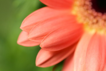 Fototapeta premium Barberton daisy