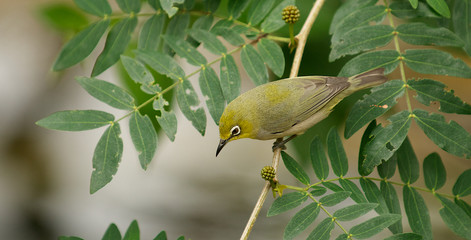 Olive Green Songbird with white around the eyes.