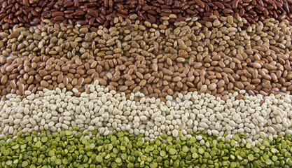 Row of Dried Beans