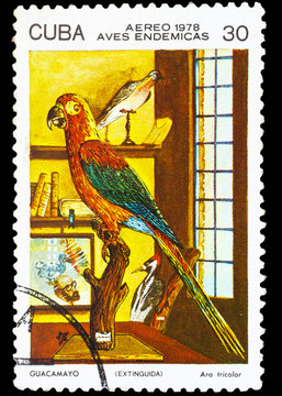 CUBA - CIRCA 1978: A stamp printed by Cuba, shows Bird Cuban Red